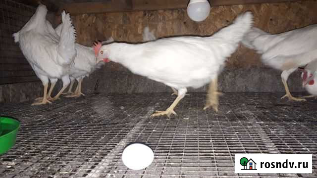 Куры молодки породы Супер Ник Похвистнево - изображение 1