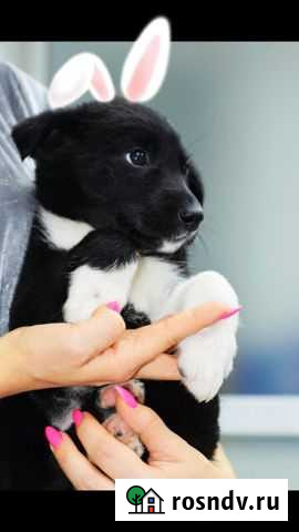 Щенок девочка Конфетка 1,5 месяца Челябинск - изображение 1