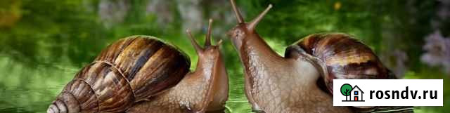 Улиточки годовалые Астрахань - изображение 1