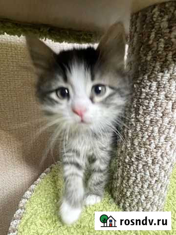 Кошки в добрые руки Казань - изображение 1