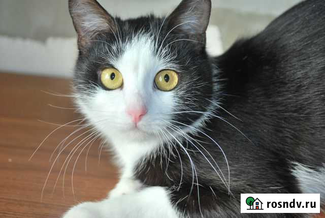 Киса в ответственные и любящие руки Калуга - изображение 1