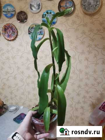 Золотой ус Белгород - изображение 1