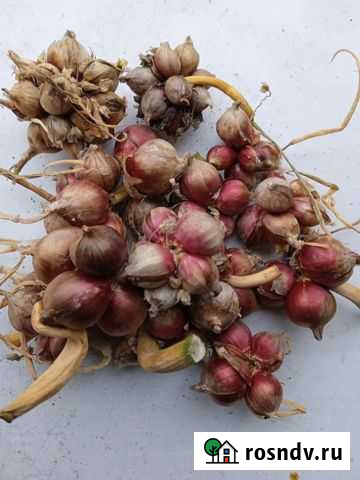 Лук батун Ртищево - изображение 1