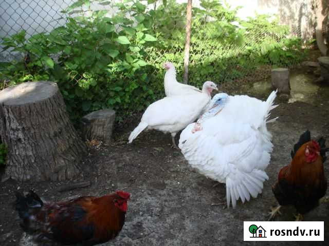 Индюки Старый Крым - изображение 1