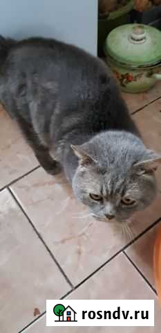 Отдам кота Арзамас - изображение 1