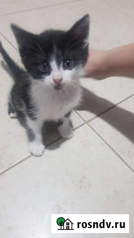 Кошки в добрые руки бесплатно Владимир - изображение 1