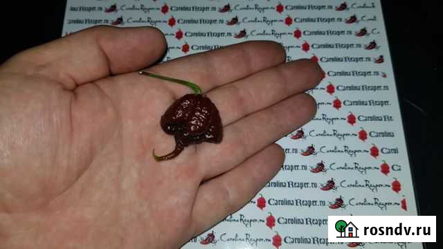 Carolina Reaper Chocolate Каролина Рипер Шоколад Севастополь - изображение 1