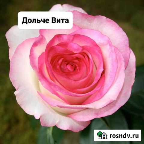 Роза Дольче Вита (Арт.8) Евпатория - изображение 1