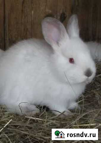 Декоративные кролики Пермь - изображение 1