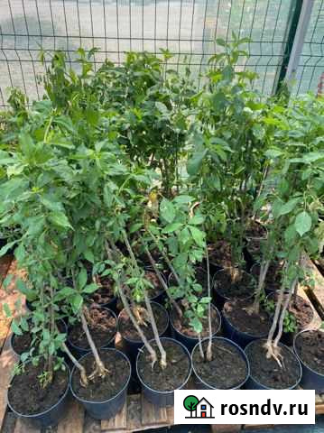 Декоративные растения Севастополь - изображение 1