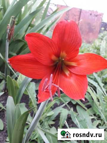 Гиппеаструм (амариллис) Киселевск - изображение 1