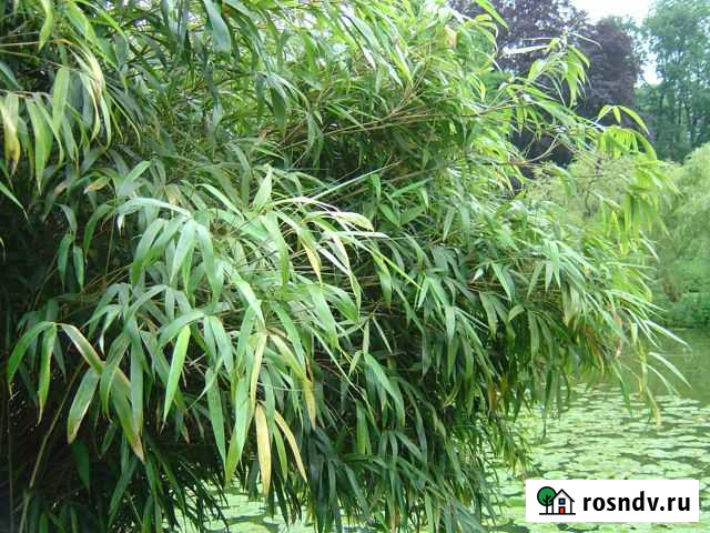 Морозостойкий бамбук Fargesia Сочи - изображение 1