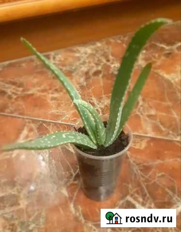 Алоэ вера Красногорск - изображение 1