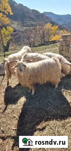 Козлы Леваши - изображение 1