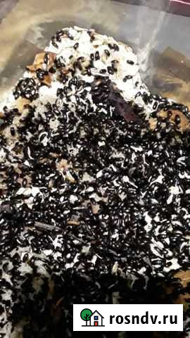 Жук-лекарь Майский - изображение 1