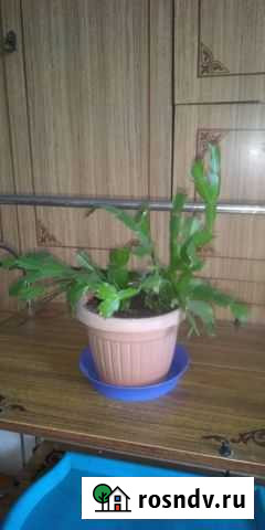 Декабрист Мурманск - изображение 1