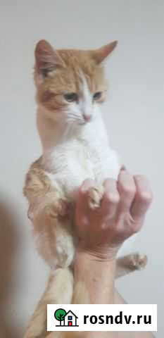 Кошка Дмитров - изображение 1