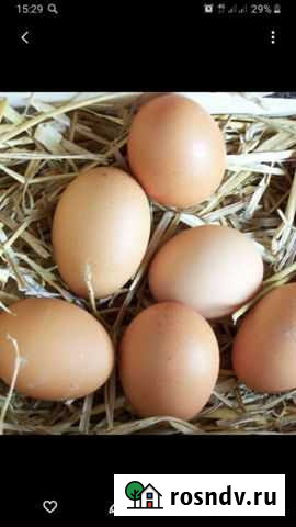 Домашние куриные яйца Зверево - изображение 1