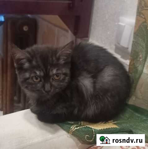 Котята в добрые руки бесплатно Рубцовск - изображение 1