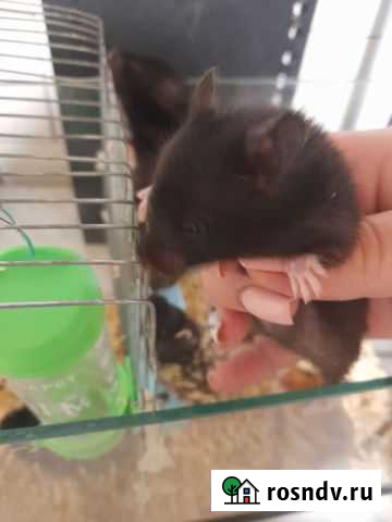 Хомяки Сергиев Посад - изображение 1