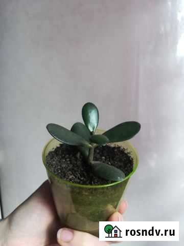 Крассула(толстянка) -денежное дерево Томск - изображение 1