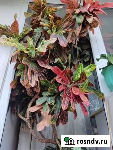 Большое растение Тюмень - изображение 1