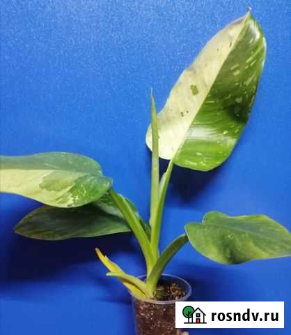 Филодендрон Имбе вайт марбл (Хосе Буоно) Тольятти - изображение 1