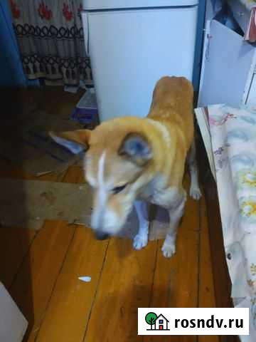 Лайка Чистополь - изображение 1