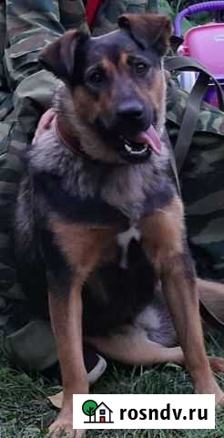 Собаки бесплатно в добрые руки Воронеж - изображение 1