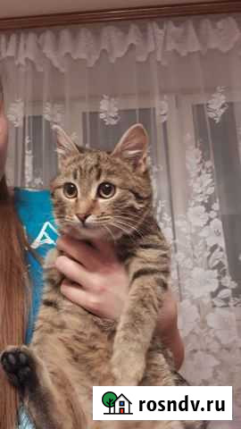 Очаровательнейший усатик-полосатик в добрые руки Тула - изображение 1