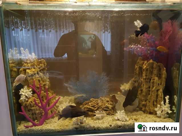 Аквариум Лыткарино - изображение 1