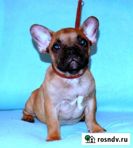 Яркий бандит Рязань - изображение 1