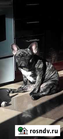 Щенки Французского бульдога Сальск - изображение 1