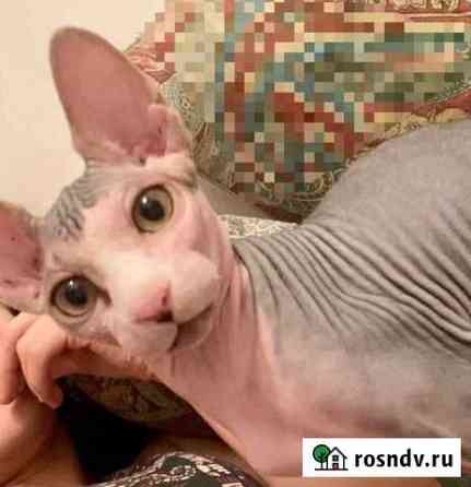 Канадский сфинкс котенок Махачкала