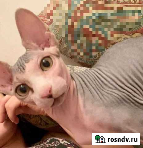 Канадский сфинкс котенок Махачкала - изображение 1