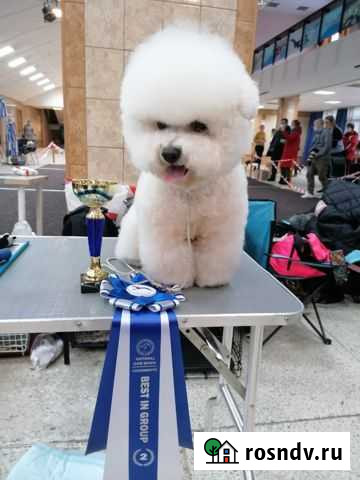 Бишон фризе вязка Новосибирск - изображение 1
