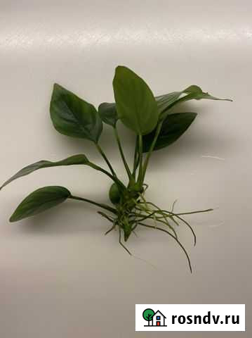 Анубиас, яванский мох обмен Рязань - изображение 1