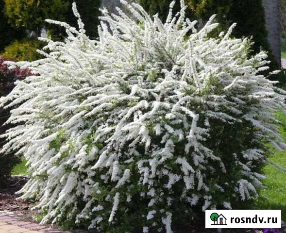 Спирея Декоративный кустарник Белгород - изображение 1