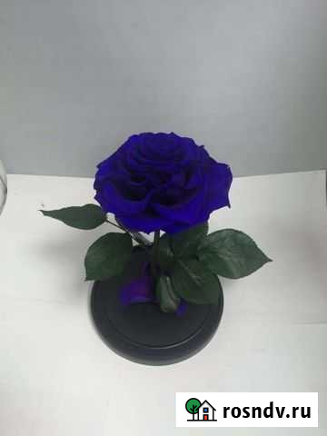 Роза в колбе оптом Сургут - изображение 1