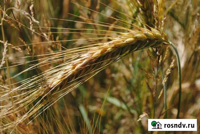 Зерно Романовская - изображение 1