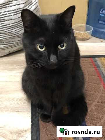 Отдам кота в добрые руки Комсомольск-на-Амуре - изображение 1