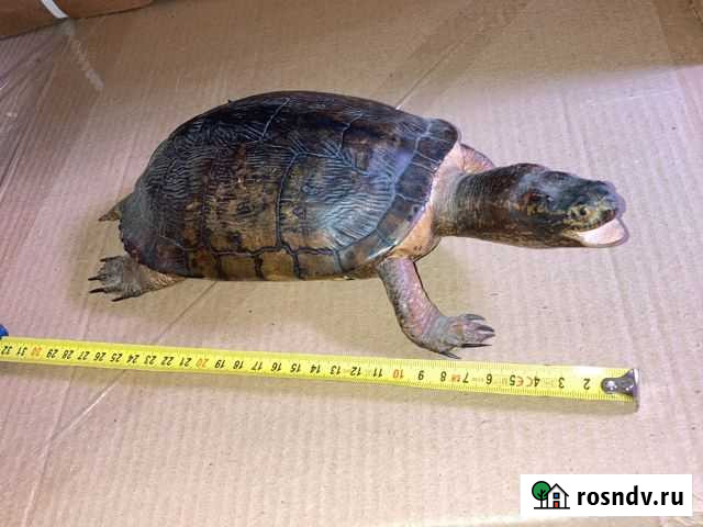 Чучело черепахи Мытищи - изображение 1