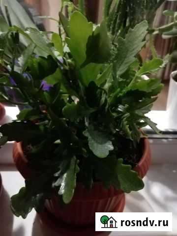 Каланхоэ Мурманск - изображение 1