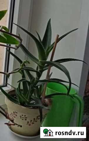 Алоэ вера Красноярск - изображение 1