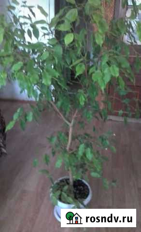 Фикус бенджамина большой Тверь - изображение 1