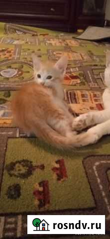 Кошка в дар Ряжск - изображение 1