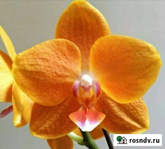 Орхидея Phal. KS Pride Golden Diamond Ярославль - изображение 1