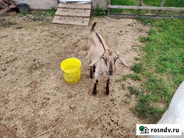 Козочки Альпо нубийские Можайск - изображение 1