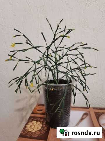 Хатиора. Разновидность кактусовидных Красноярск - изображение 1