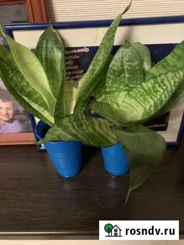 Сансевиерия Тула - изображение 1